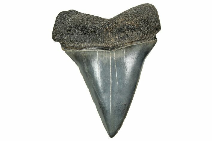 Fossil Broad-Toothed Mako Tooth - South Carolina #328957